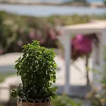 Apartman Salty 2br Sea View Naxos - Glyfada